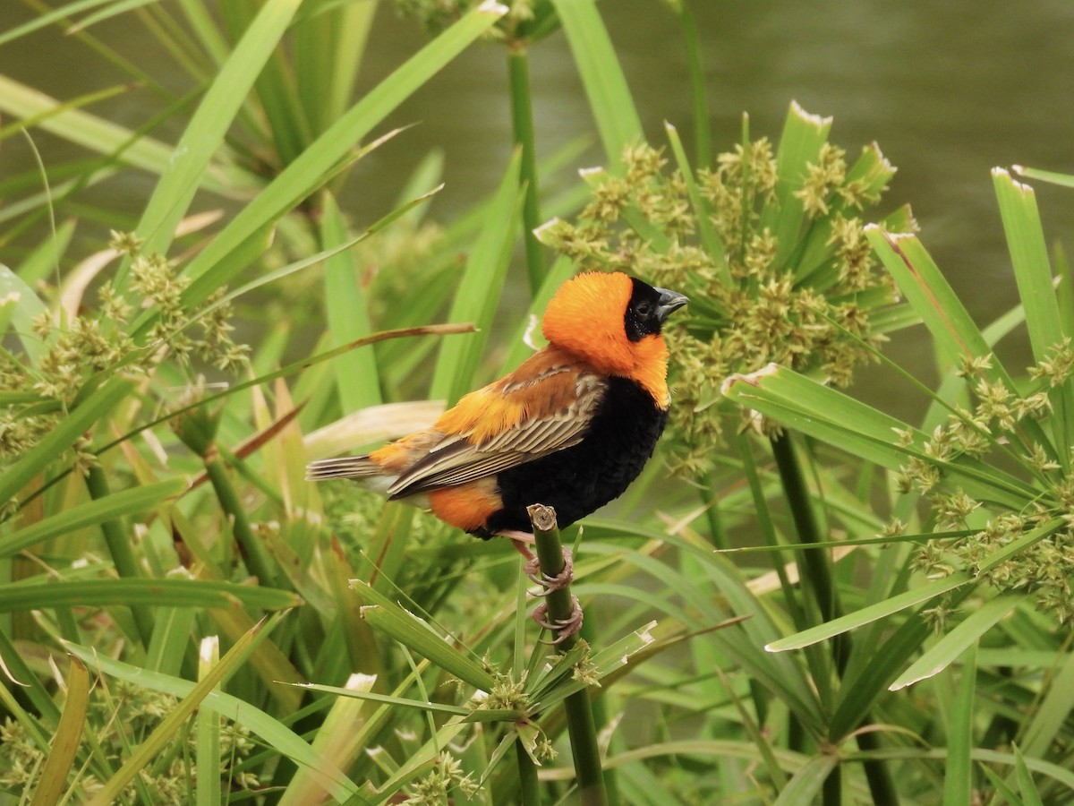 Southern Red Bishop - ML624180894