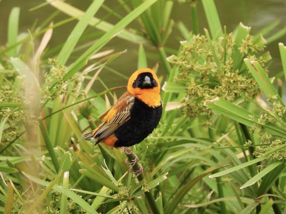 Southern Red Bishop - ML624180895