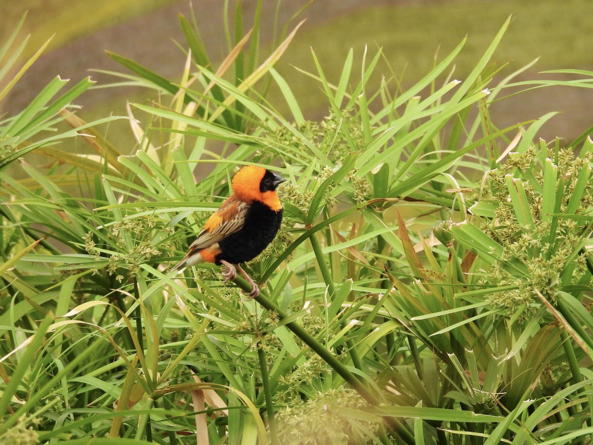 Southern Red Bishop - ML624180896