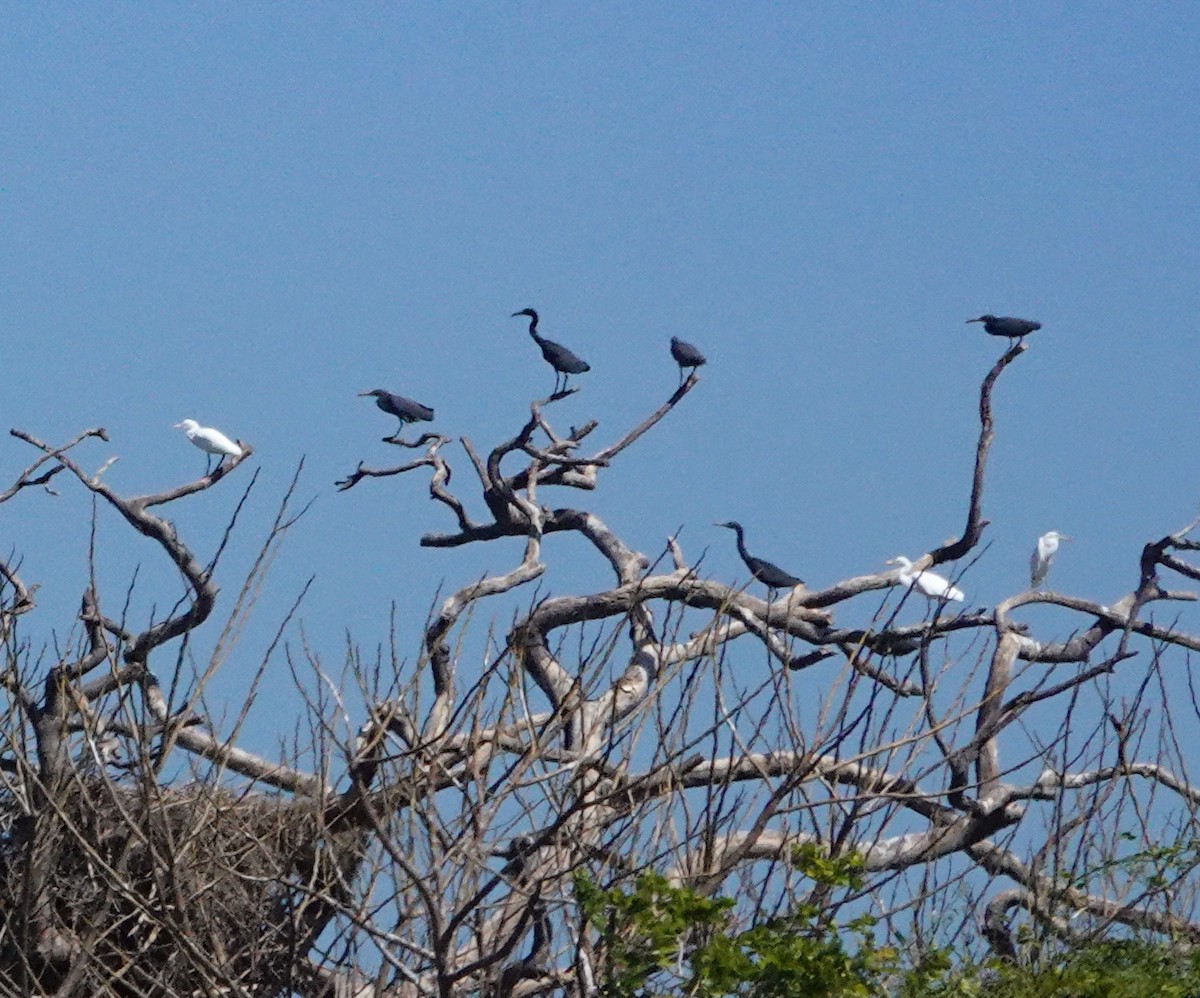 Pacific Reef-Heron - ML624180912