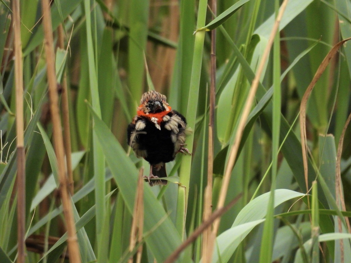 Southern Red Bishop - ML624180916