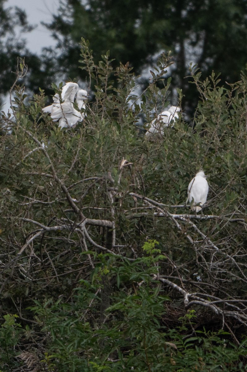 Western Cattle Egret - ML624180920