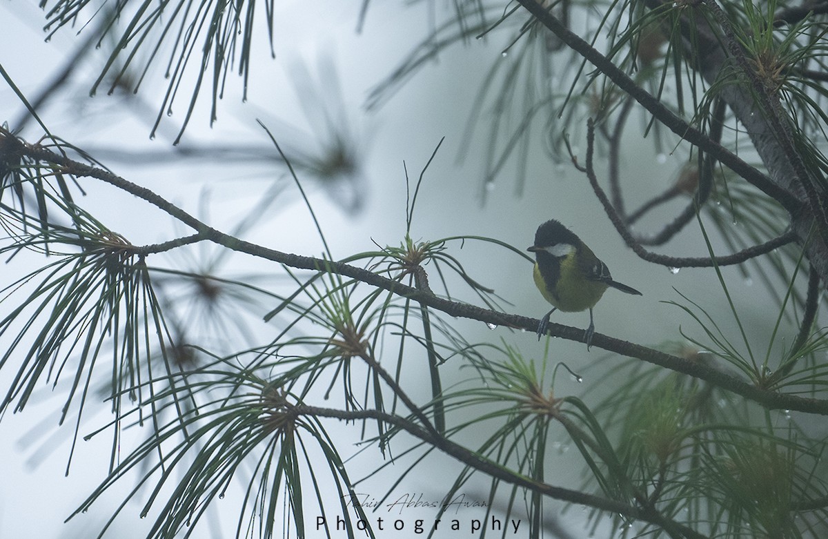 Green-backed Tit - ML624180931