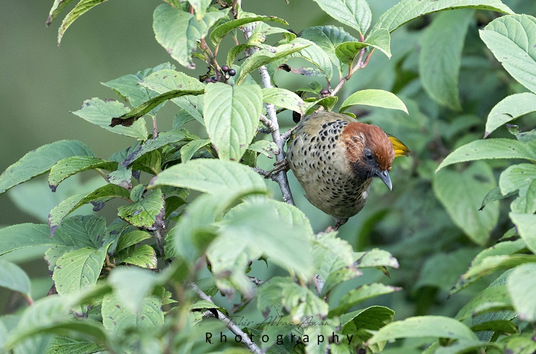 Chestnut-crowned Laughingthrush - ML624180934