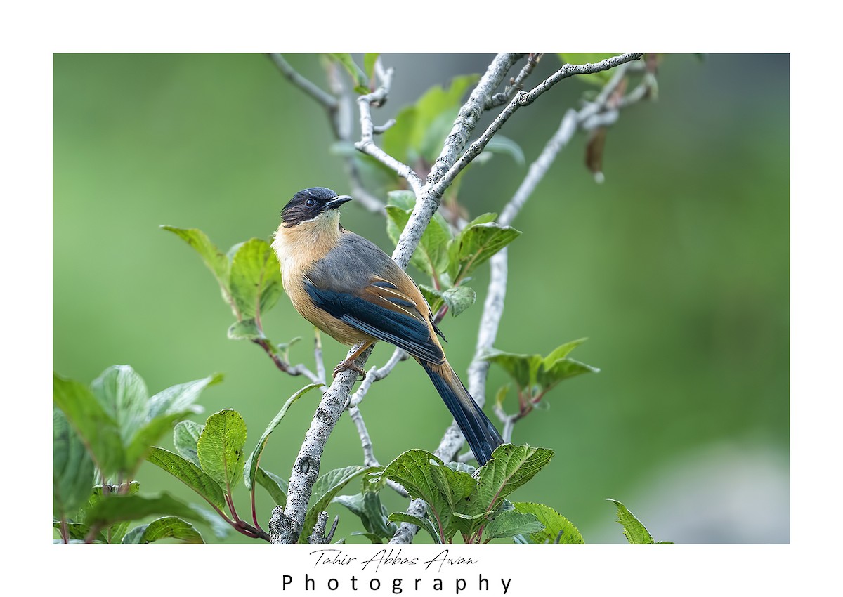 Rufous Sibia - ML624180936