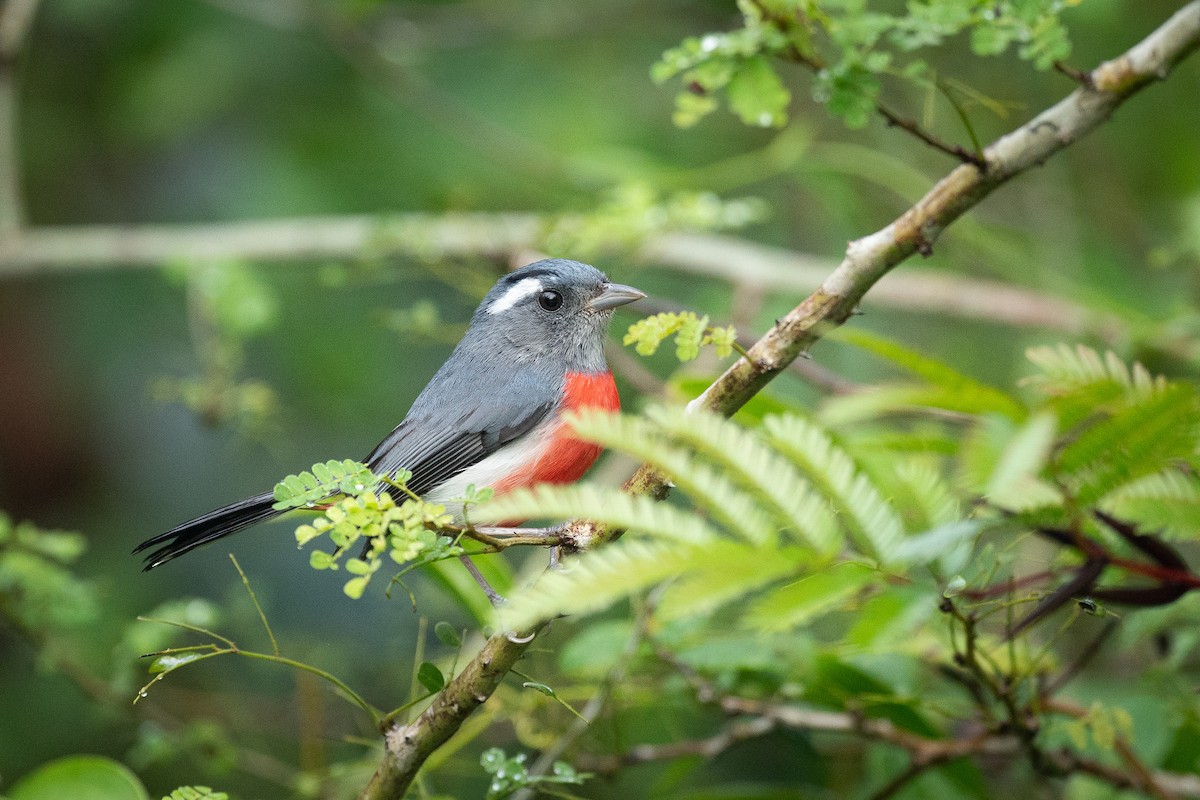 Gray-throated Chat - ML624180942