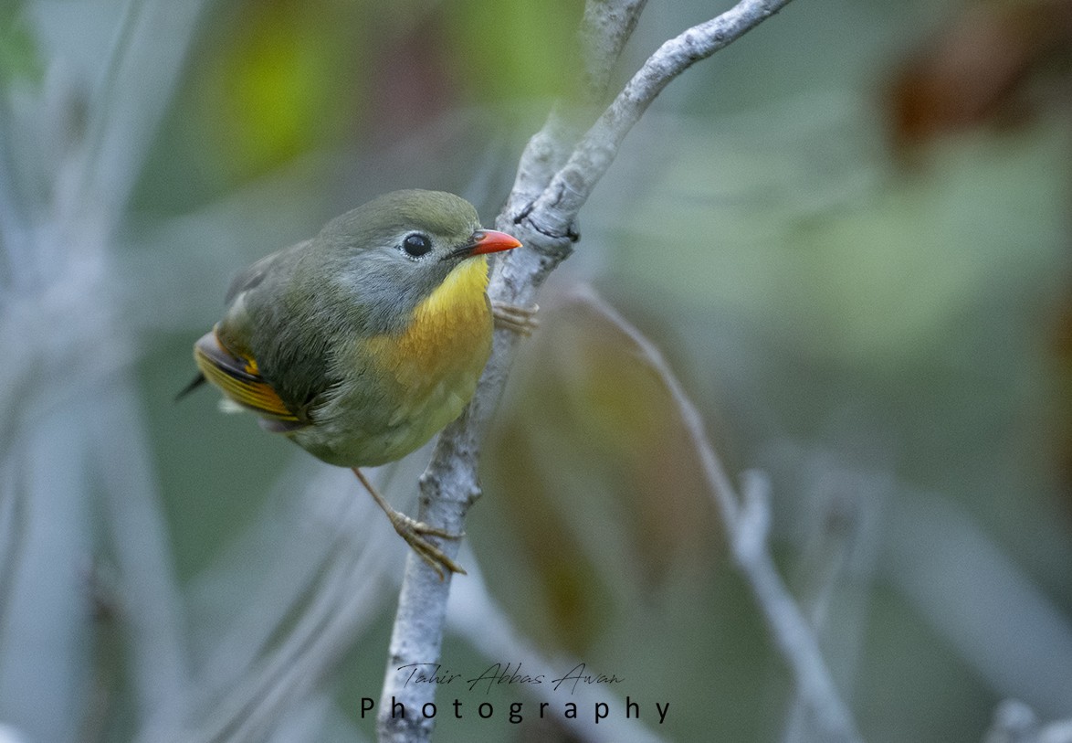 Red-billed Leiothrix - ML624180943