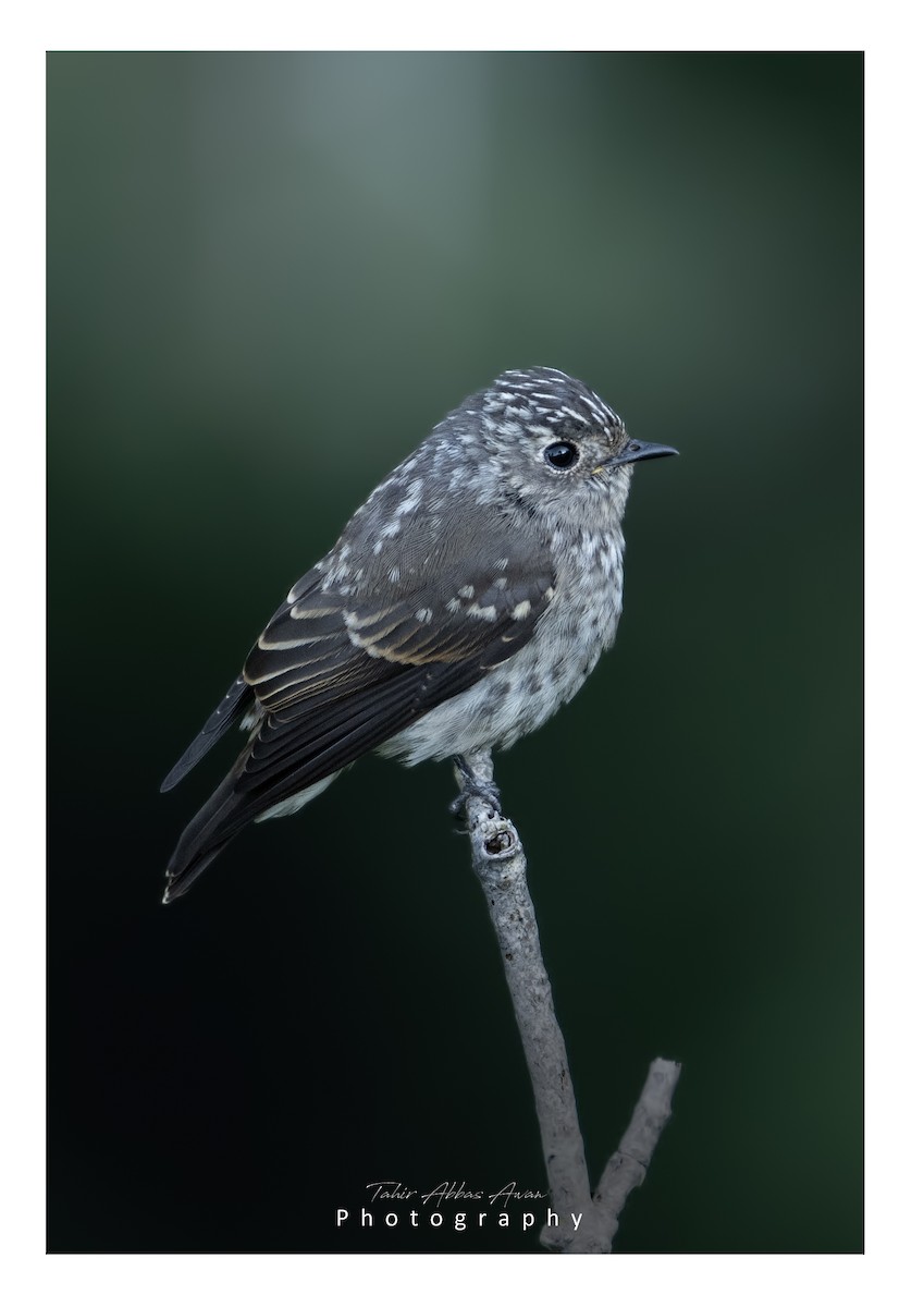 Dark-sided Flycatcher - ML624180947