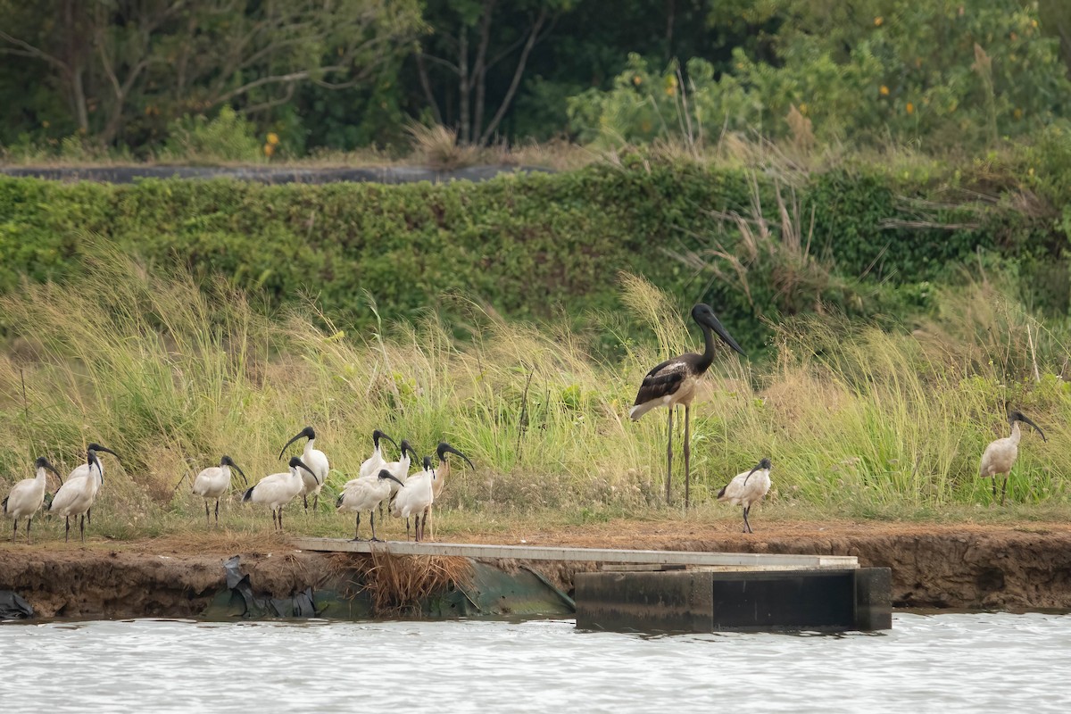 Australian Ibis - ML624180951