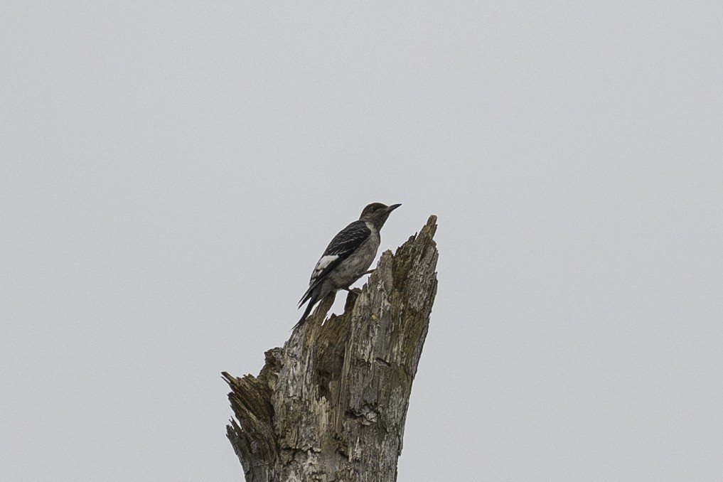 Red-headed Woodpecker - ML624180973