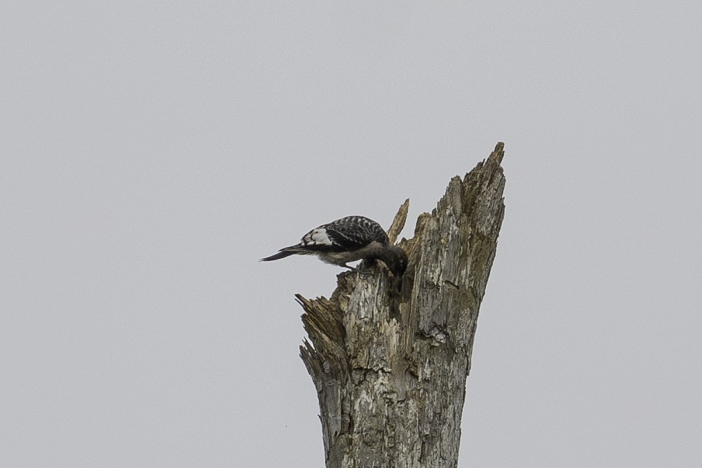 Red-headed Woodpecker - ML624180974