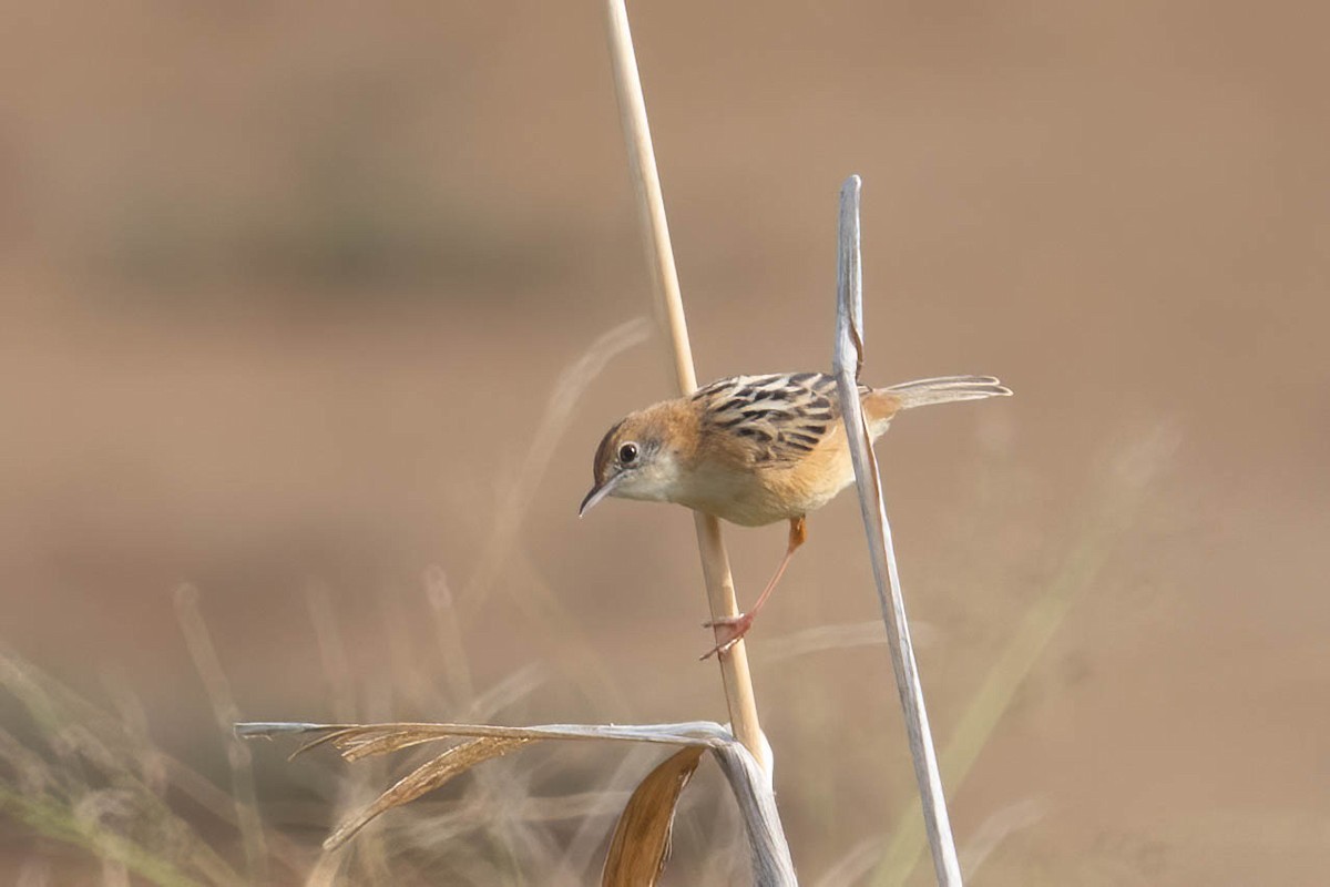 Golden-headed Cisticola - Jan Lile