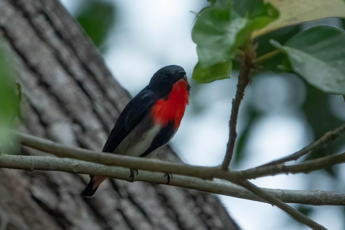 Mistletoebird - ML624180988