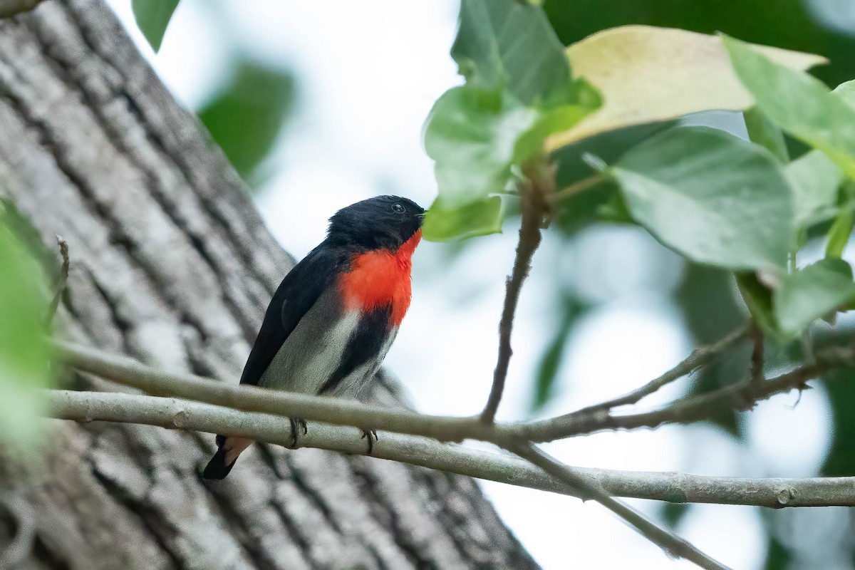 Mistletoebird - ML624180989