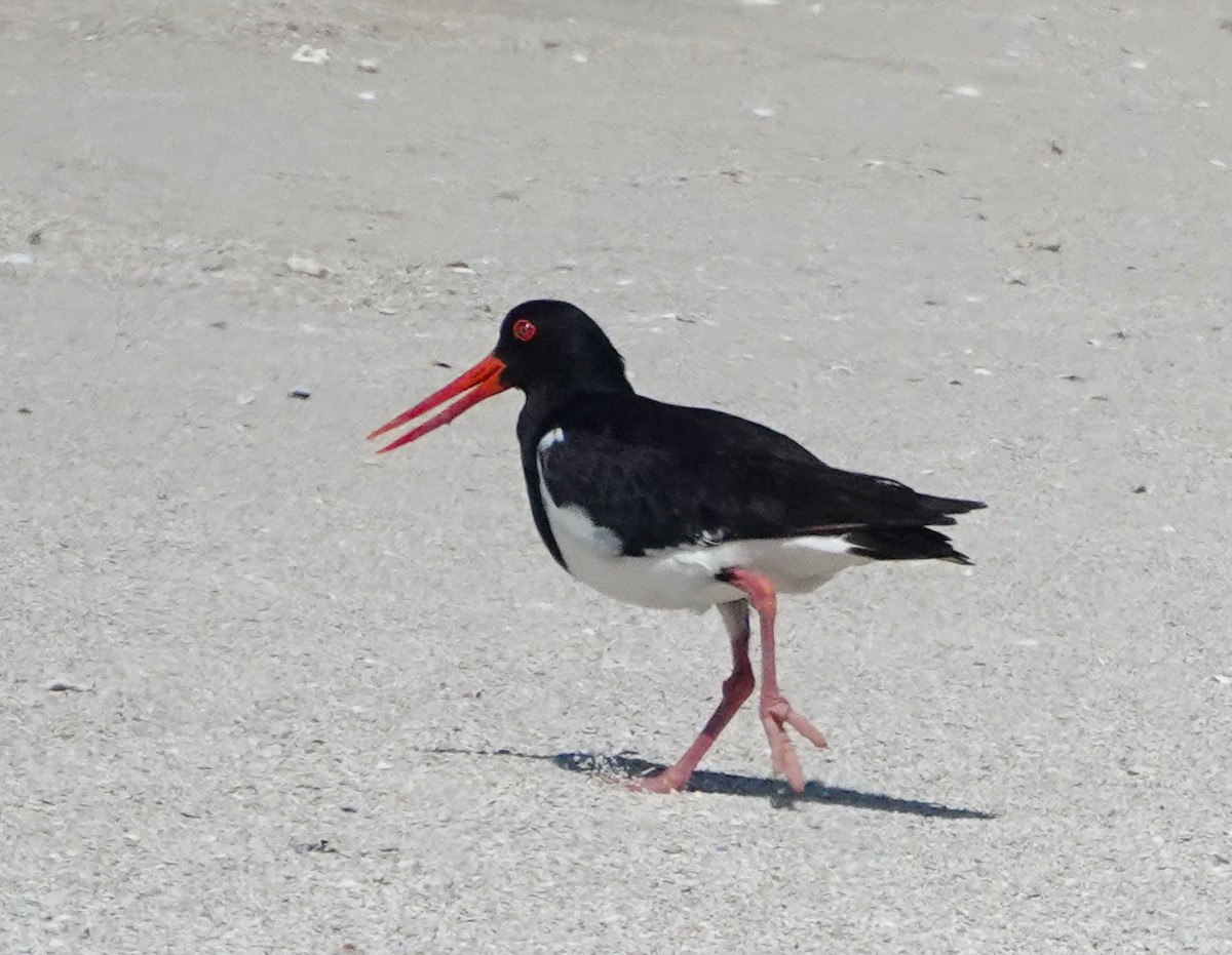 Pied Oystercatcher - ML624180992