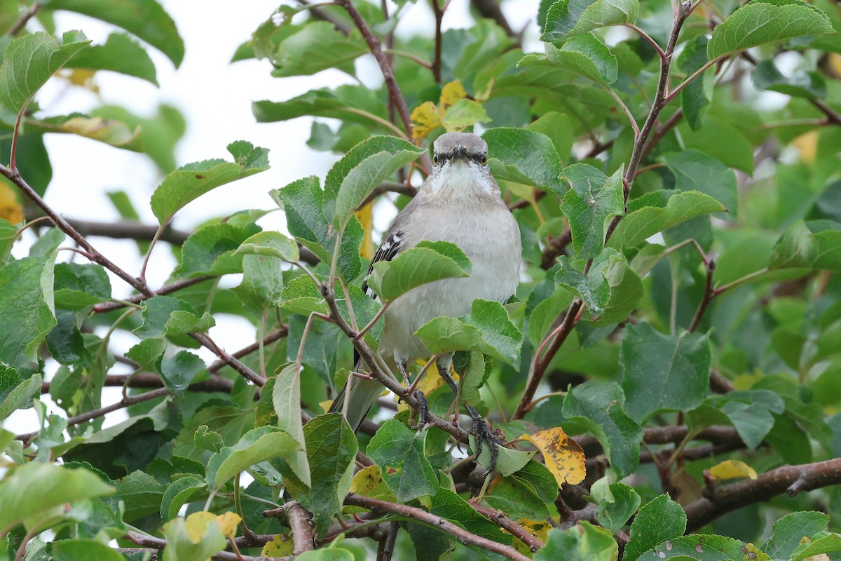 Northern Mockingbird - ML624180993