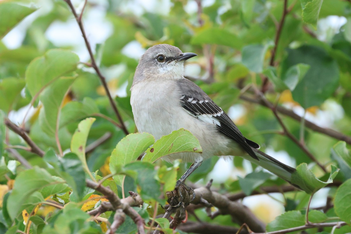 Northern Mockingbird - ML624180995