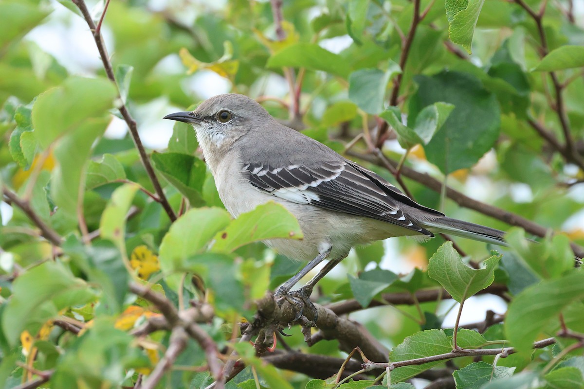 Northern Mockingbird - ML624180996