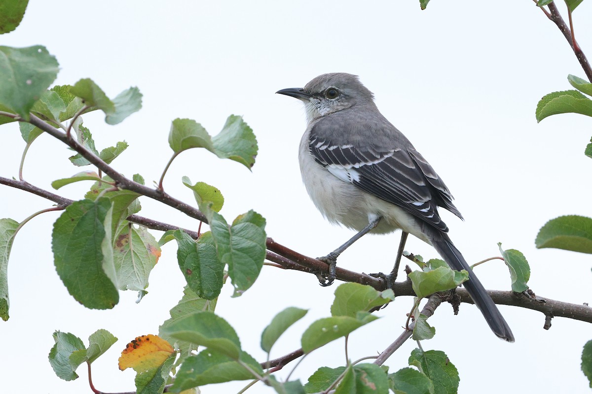 Northern Mockingbird - ML624181000