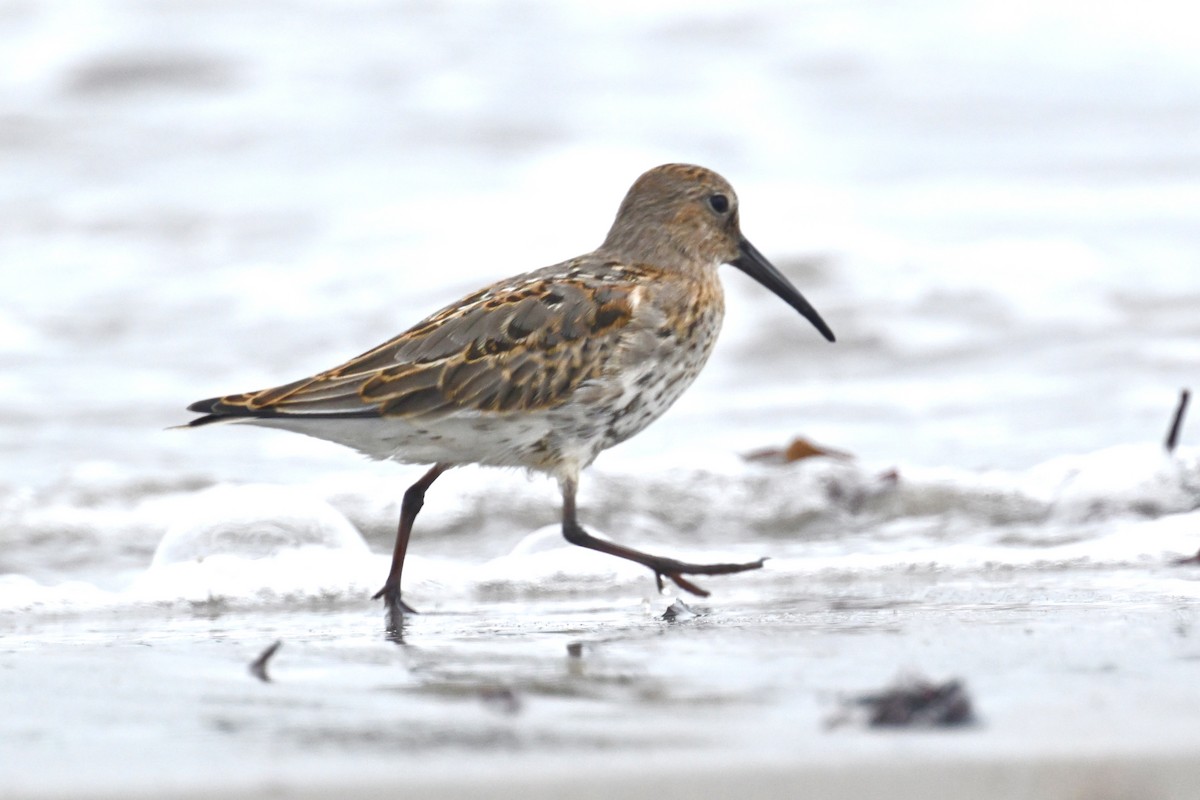 Dunlin - ML624181016