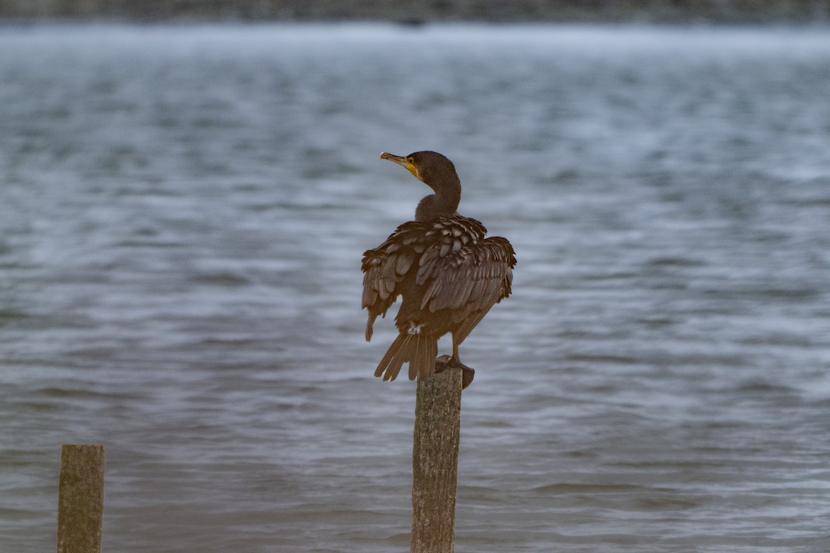 Great Cormorant - ML624181017