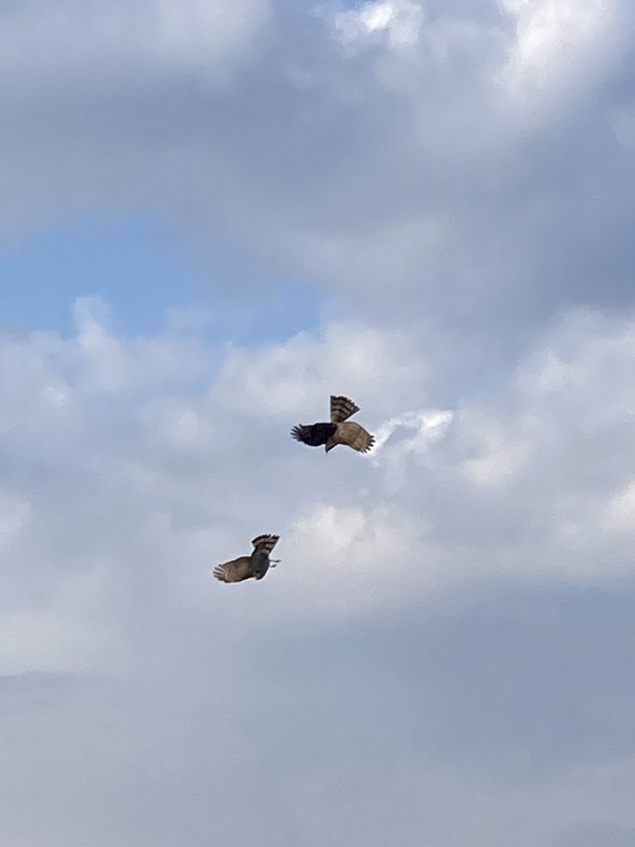 Sharp-shinned Hawk - ML624181019