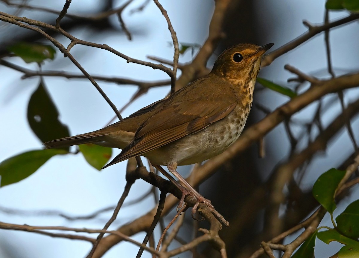 Swainson's Thrush - ML624181020