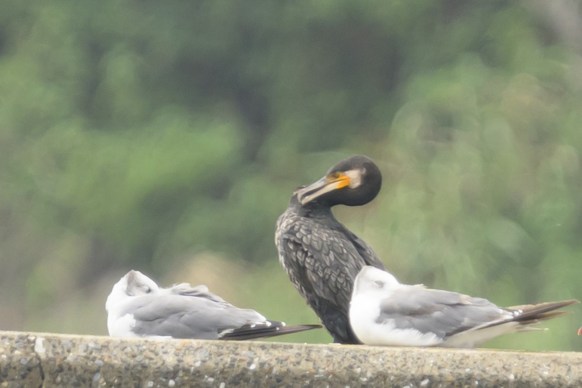 Great Cormorant - ML624181021