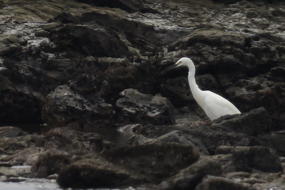 Little Egret - ML624181028