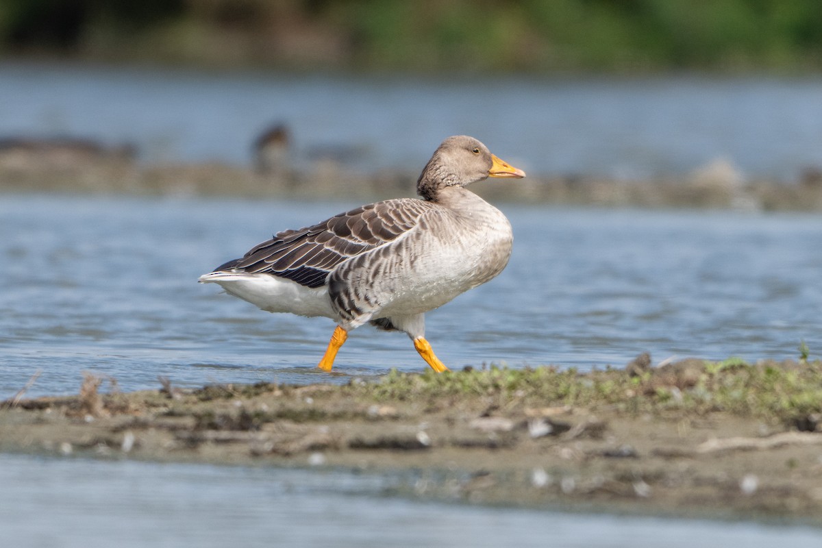 Graylag Goose - ML624181029