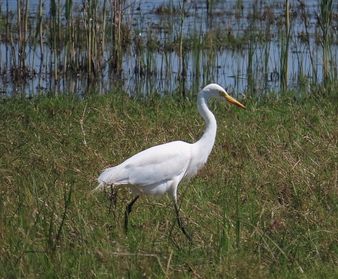 Yellow-billed Egret - ML624181030