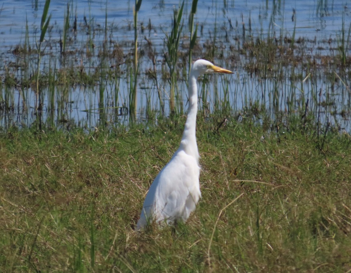 Yellow-billed Egret - Fran Delany