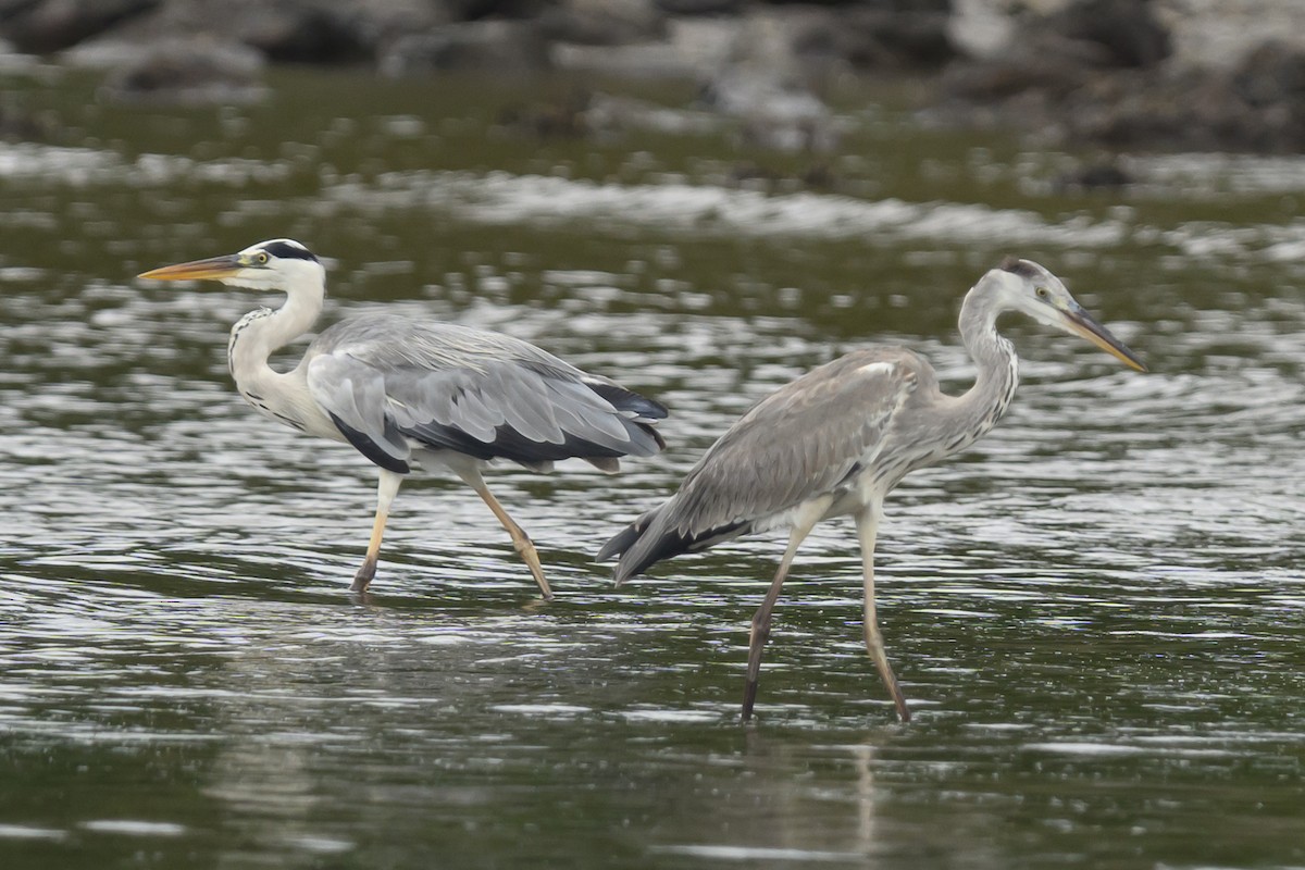 Gray Heron - ML624181032