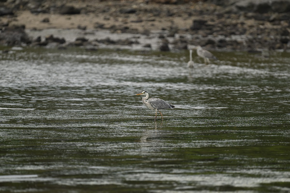 Gray Heron - ML624181033