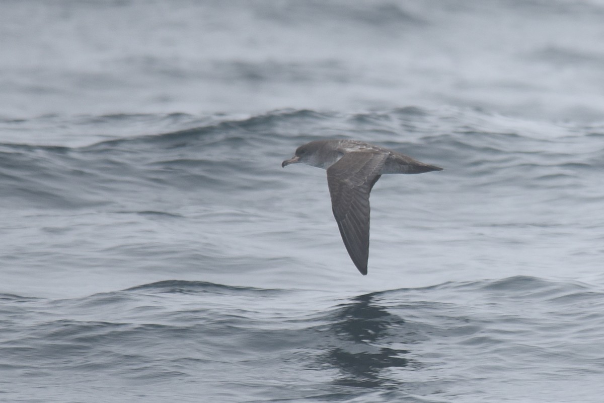 Pink-footed Shearwater - ML624181034