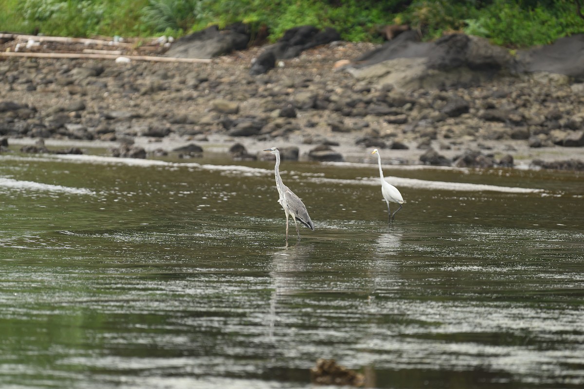 Great Egret - ML624181035