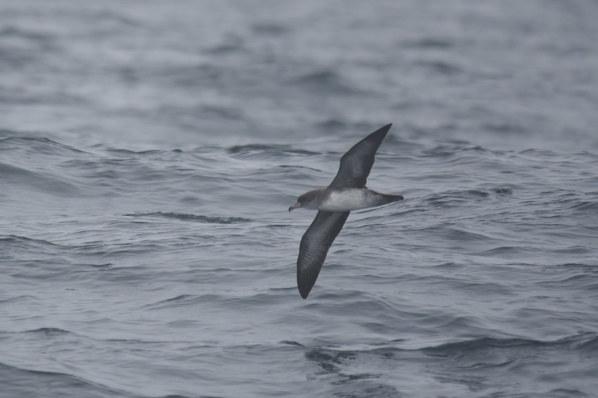 Pink-footed Shearwater - ML624181036