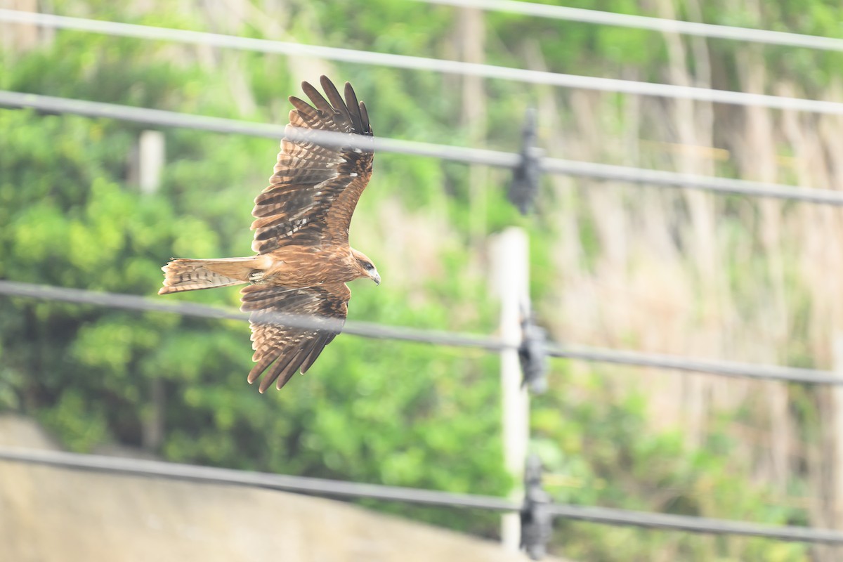 Black Kite - ML624181046