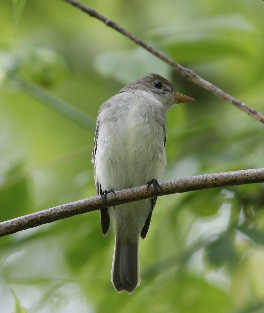 Acadian Flycatcher - ML624181048