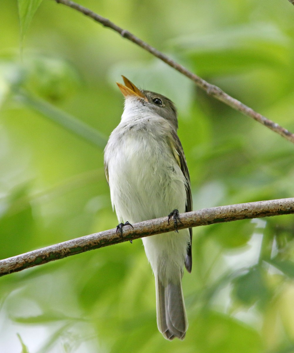 Acadian Flycatcher - ML624181049