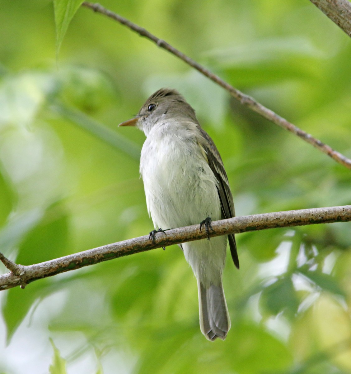 Acadian Flycatcher - ML624181050