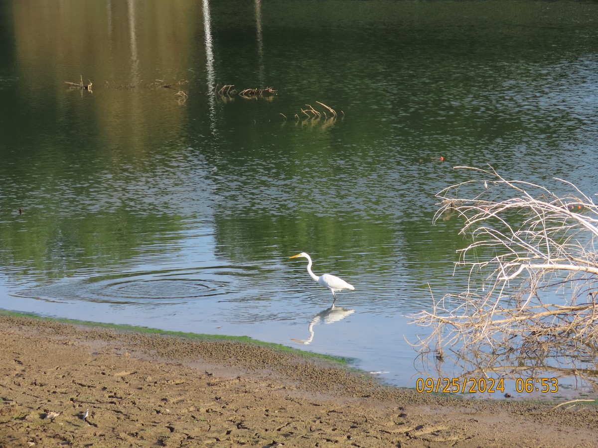 Great Egret - ML624181054