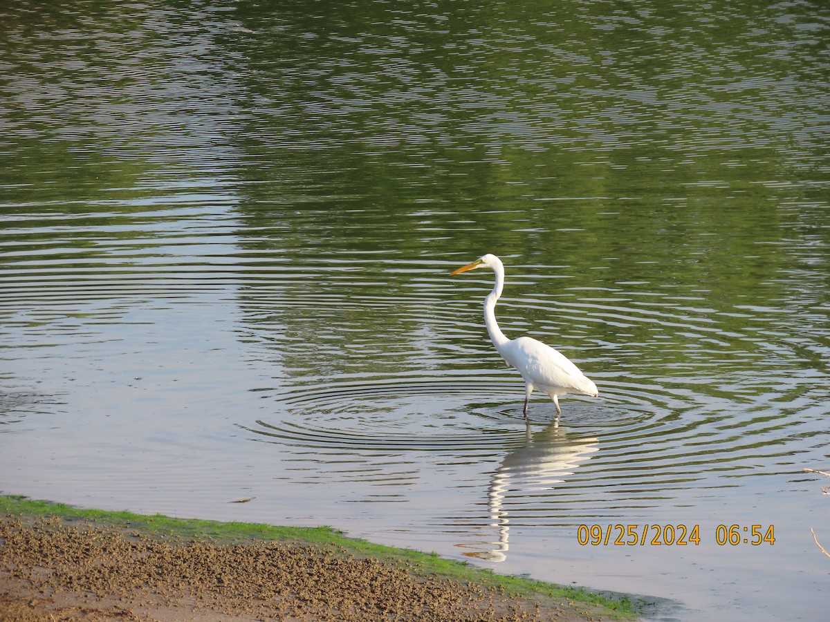 Great Egret - ML624181055