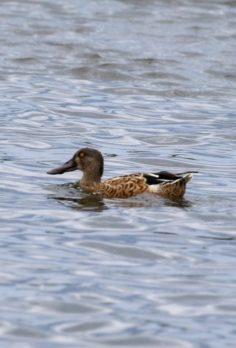 Northern Shoveler - ML624181067