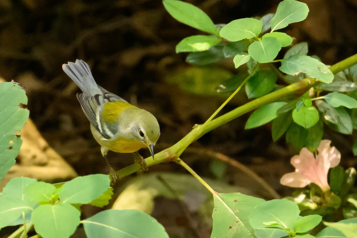 Northern Parula - ML624181070