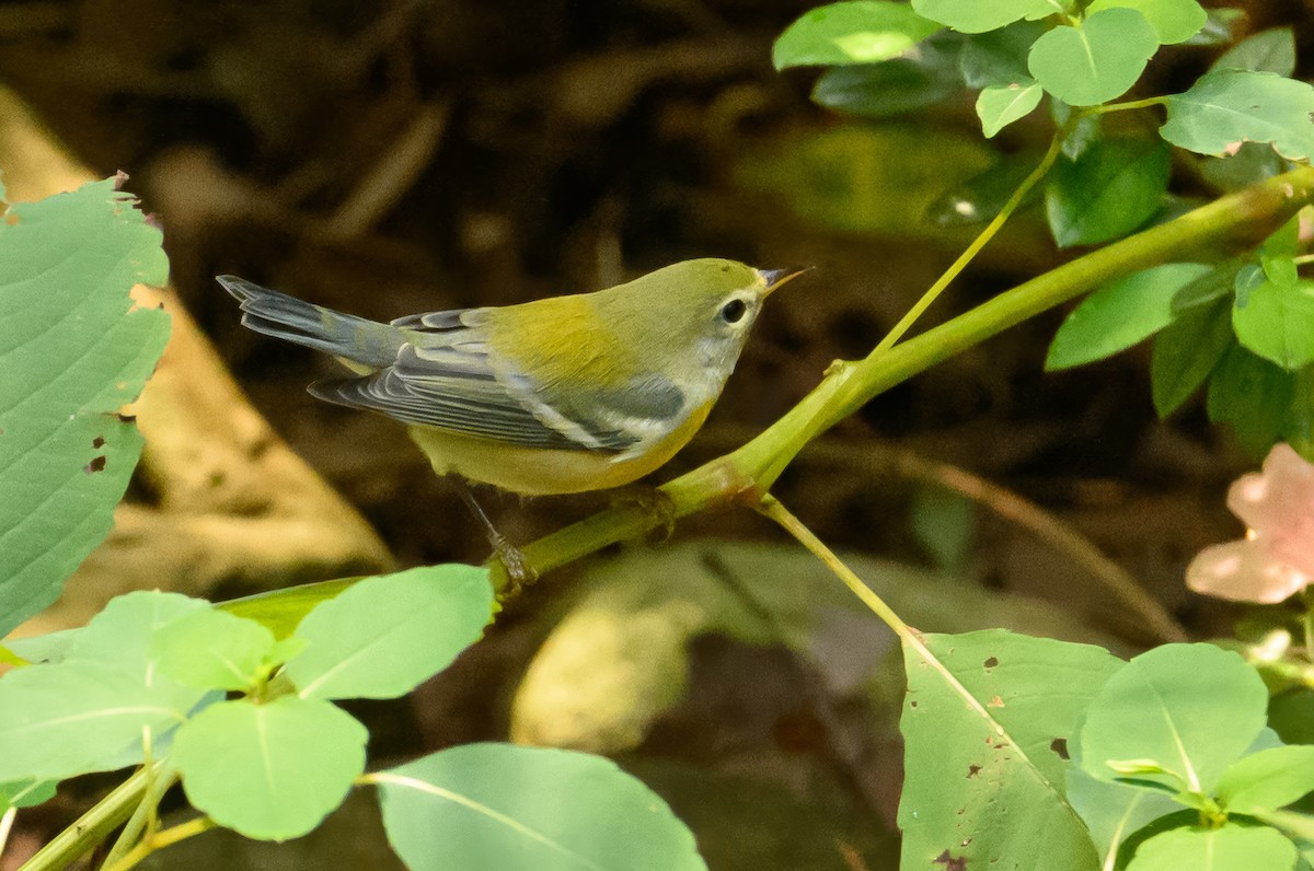 Northern Parula - ML624181071