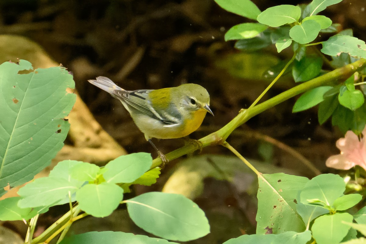 Northern Parula - ML624181072