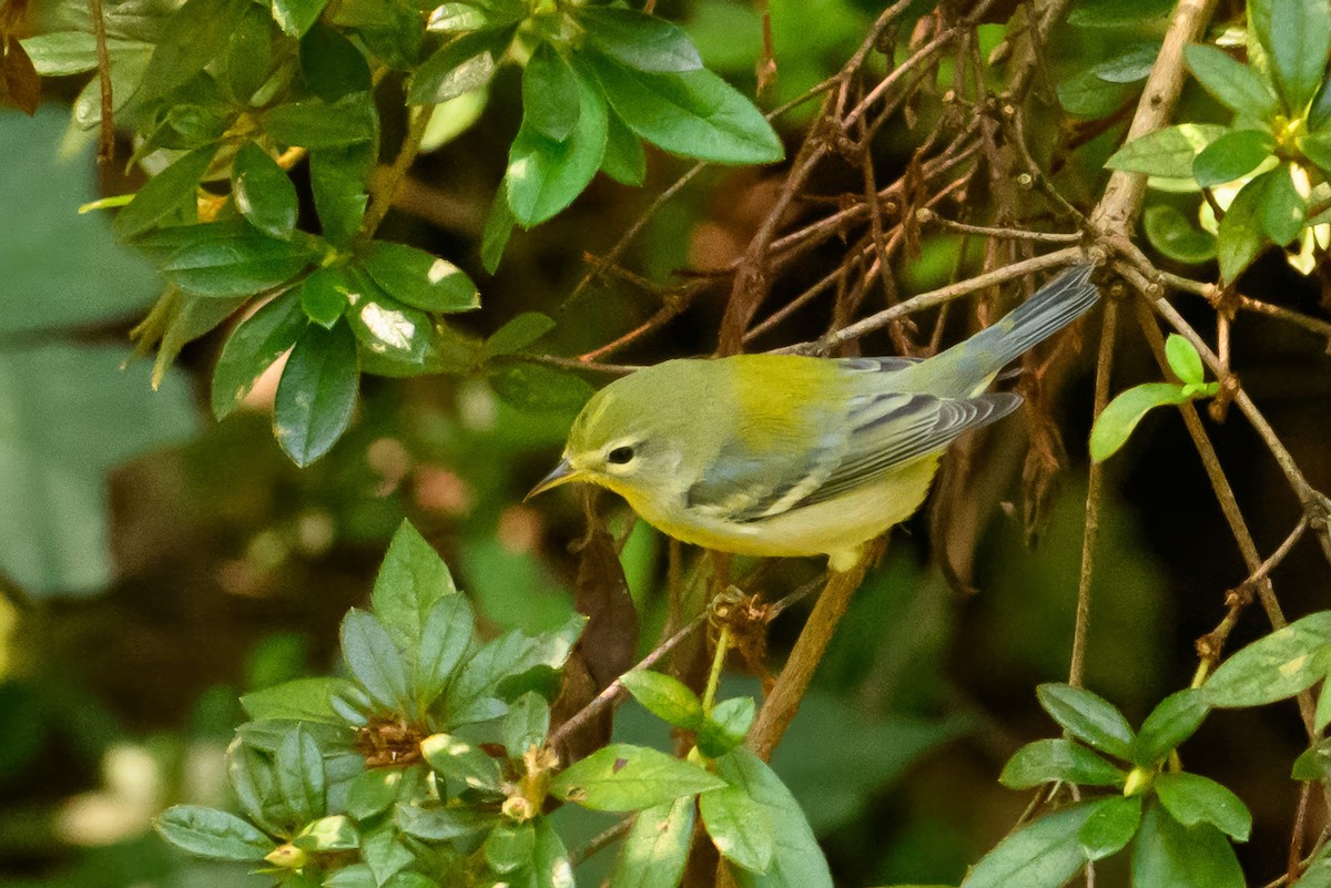 Northern Parula - ML624181073