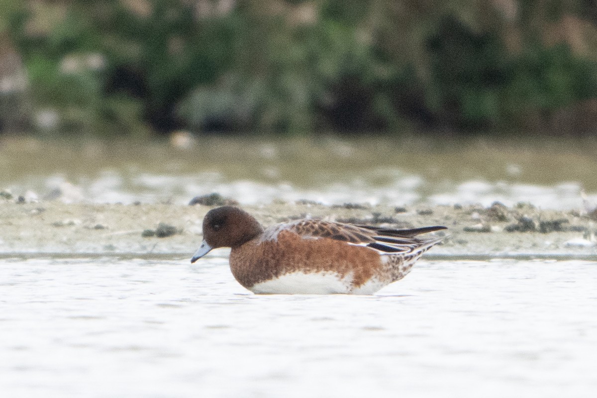 Eurasian Wigeon - ML624181079