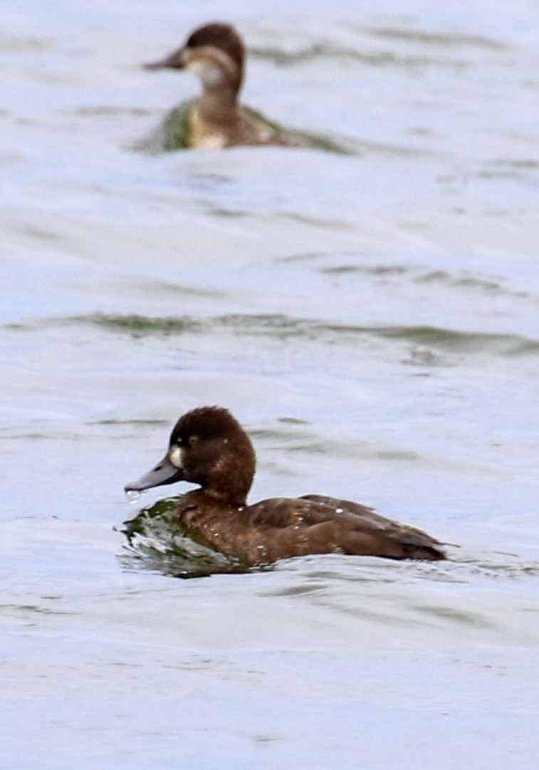 Lesser Scaup - ML624181080